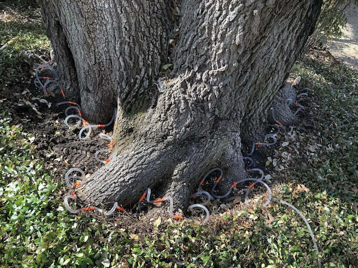Detailed Tree Cabling and Bracing job site in Wattsburg